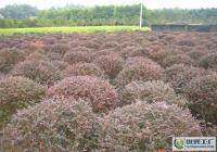 孝感周巷 優(yōu)質(zhì)紅繼木規(guī)格齊全，滿足多樣化綠化需求