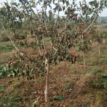 山西運城一卓苗木合作社 專業(yè)苗木供應(yīng)服務(wù)商