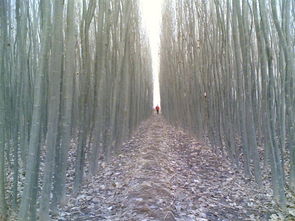 西北地區(qū)主要苗木供應(yīng)與價格信息