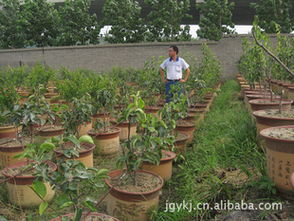 盆栽果樹樹苗 觀賞與種植的完美結(jié)合