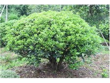 郴州市蘇仙區(qū)宏達草皮苗木基地產(chǎn)品展示 優(yōu)質(zhì)苗木，綠化首選