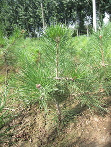 特價優(yōu)質(zhì)營養(yǎng)缽樟子松苗供應，隴縣鼎盛苗木為綠化工程提供堅實保障