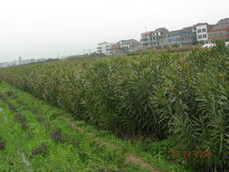 全球花木網(wǎng) 一站式花木產(chǎn)品與苗木圖片展示平臺