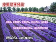 定遠縣定城鎮(zhèn)綠林種子苗木銷售中心產(chǎn)品展示