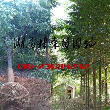 西湖管理區(qū)林森苗圃基地 優(yōu)質(zhì)苗木供應的綠色寶庫