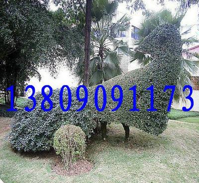 基地直銷優(yōu)良品種香樟 品質(zhì)、價格與選擇的全面指南