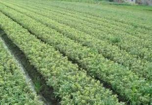 工程綠化優(yōu)選苗木 金邊黃楊的培育與應用