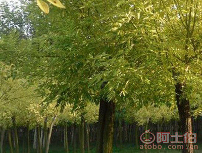金葉槐 園林綠化新寵，熱賣促銷中